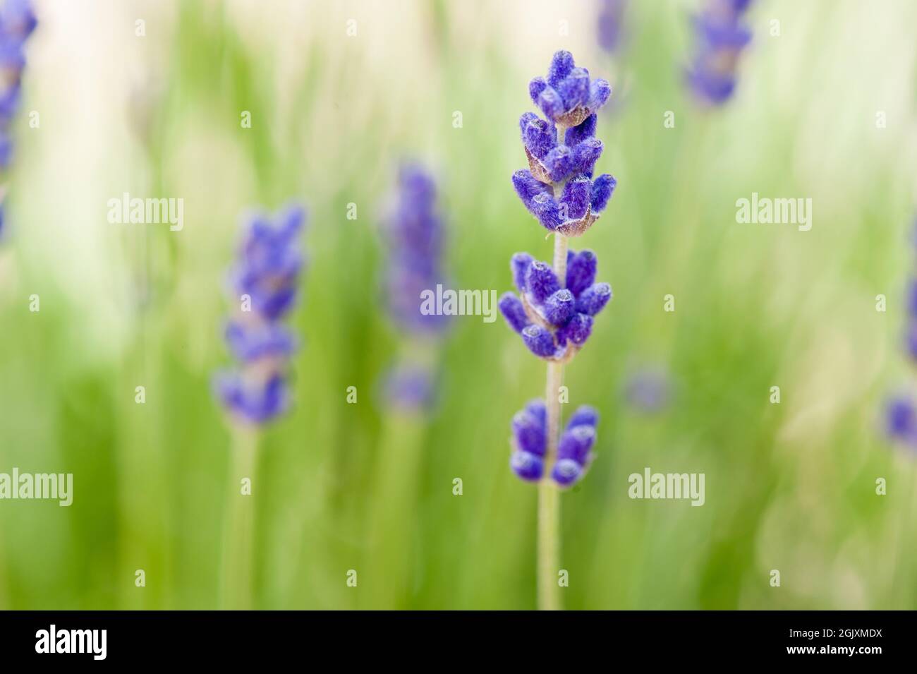 'Lavandula angustifolia', un membro della famiglia Lamiaceae e originario del Mediterraneo. I suoi nomi comuni includono lavanda inglese o lavanda vera Foto Stock