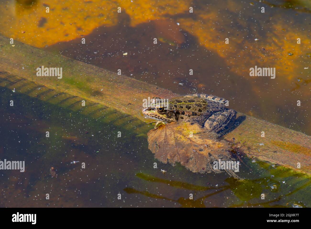 una rana grigia si siede nell'acqua Foto Stock