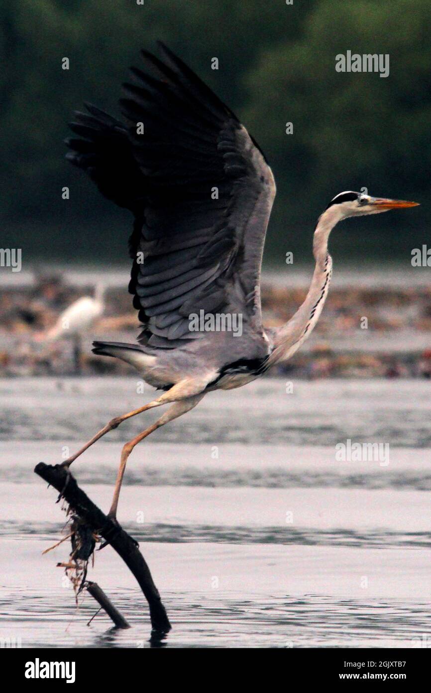 (210912) -- JAKARTA, 12 settembre 2021 (Xinhua) -- un airone grigio è visto sulla costa di Jakarta, Indonesia, 12 settembre 2021. La zona costiera di Giacarta è un habitat per gli uccelli acquatici. (Foto di Dedy Istanto/Xinhua) Foto Stock