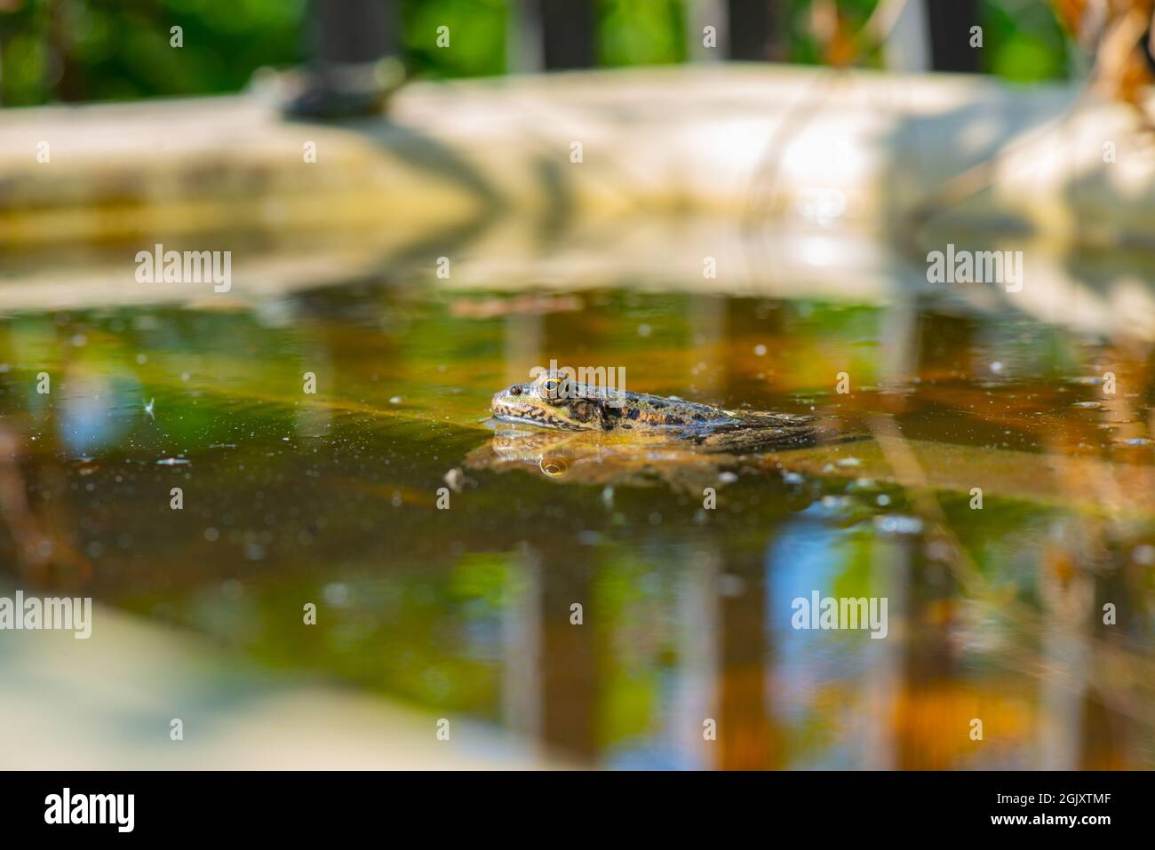 c'è una grossa rana nell'acqua Foto Stock