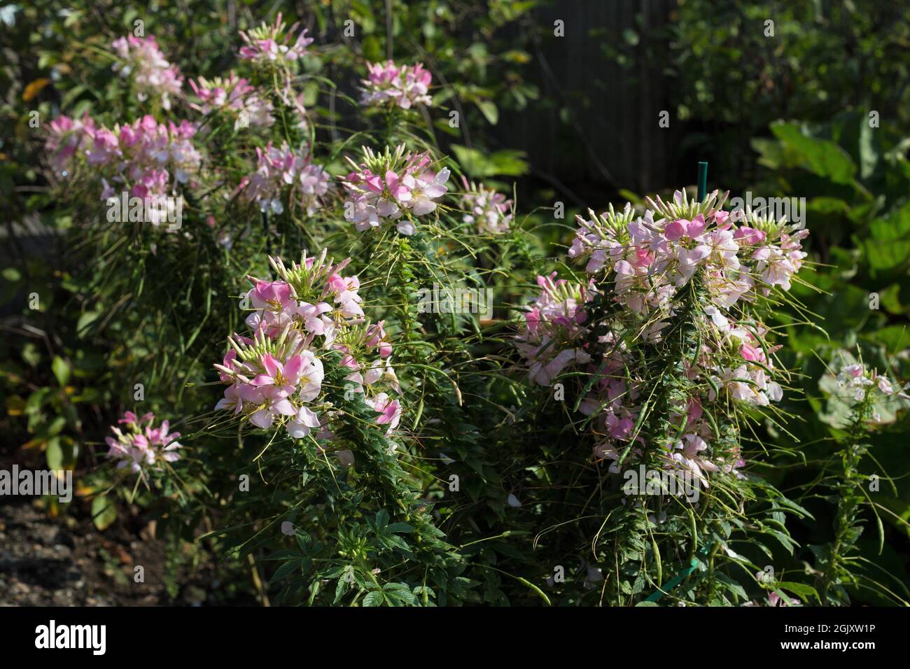 Cleome hassleriana 'fruscio parkler' ragno fiore. Foto Stock
