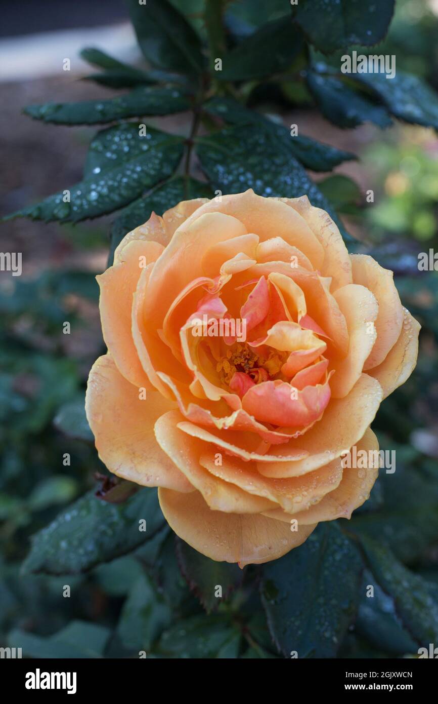 Rosa 'WEKosopalz' sul viso rosa. Foto Stock