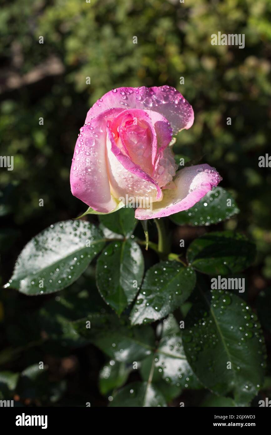 Rosa 'Jacient' Torneo di Roses grandiflora rosa. Foto Stock