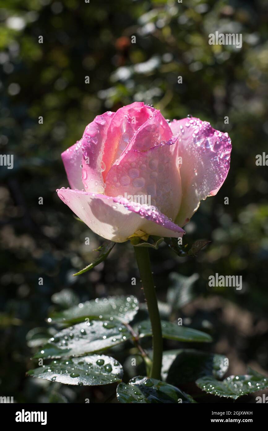 Rosa 'Jacient' Torneo di Roses grandiflora rosa. Foto Stock