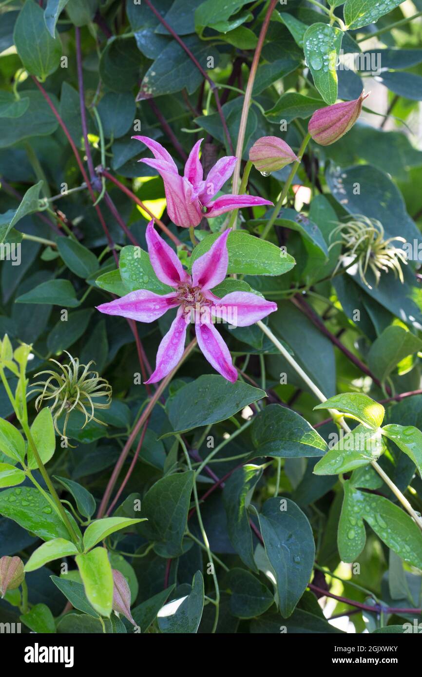 Clematis texensis 'Duchess of Albany' scarlatto clematis. Foto Stock