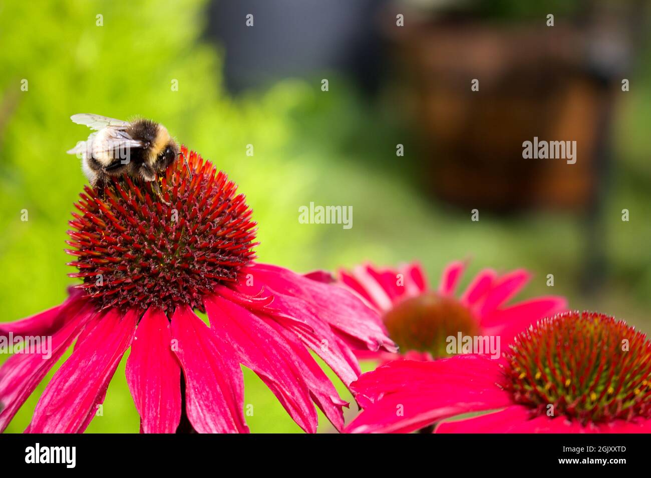 Bumble ape su un vivace fiore rosa Echinacea Foto Stock