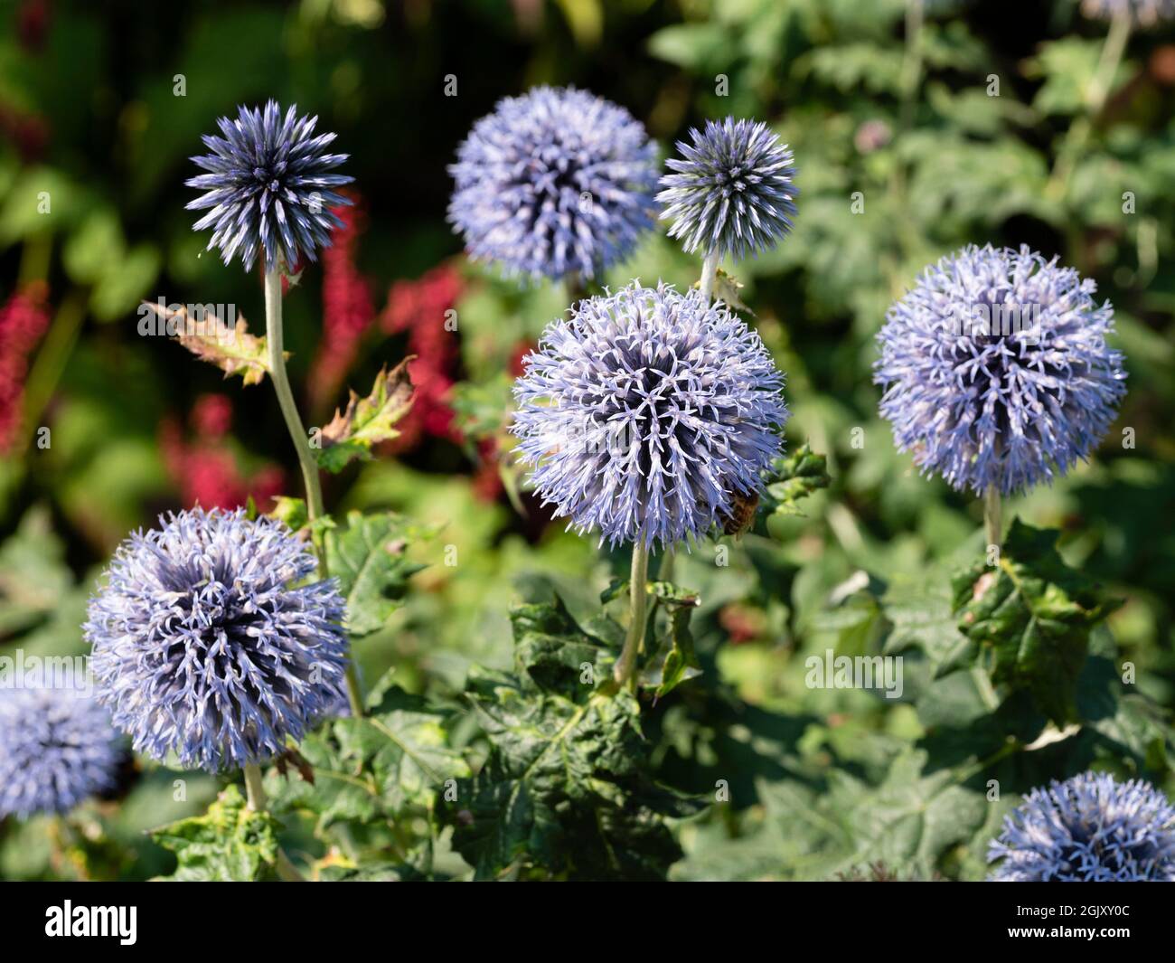 Teste globulari di fiori blu pallido del temibile e perenne cardo globo ruteniano, Echinops ritro Foto Stock