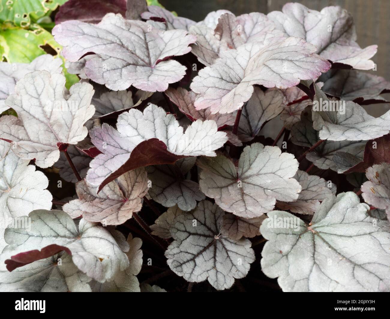 Fogliame argentato del perenne sempreverde, Heuchera 'Silver Gumdrop' Foto Stock