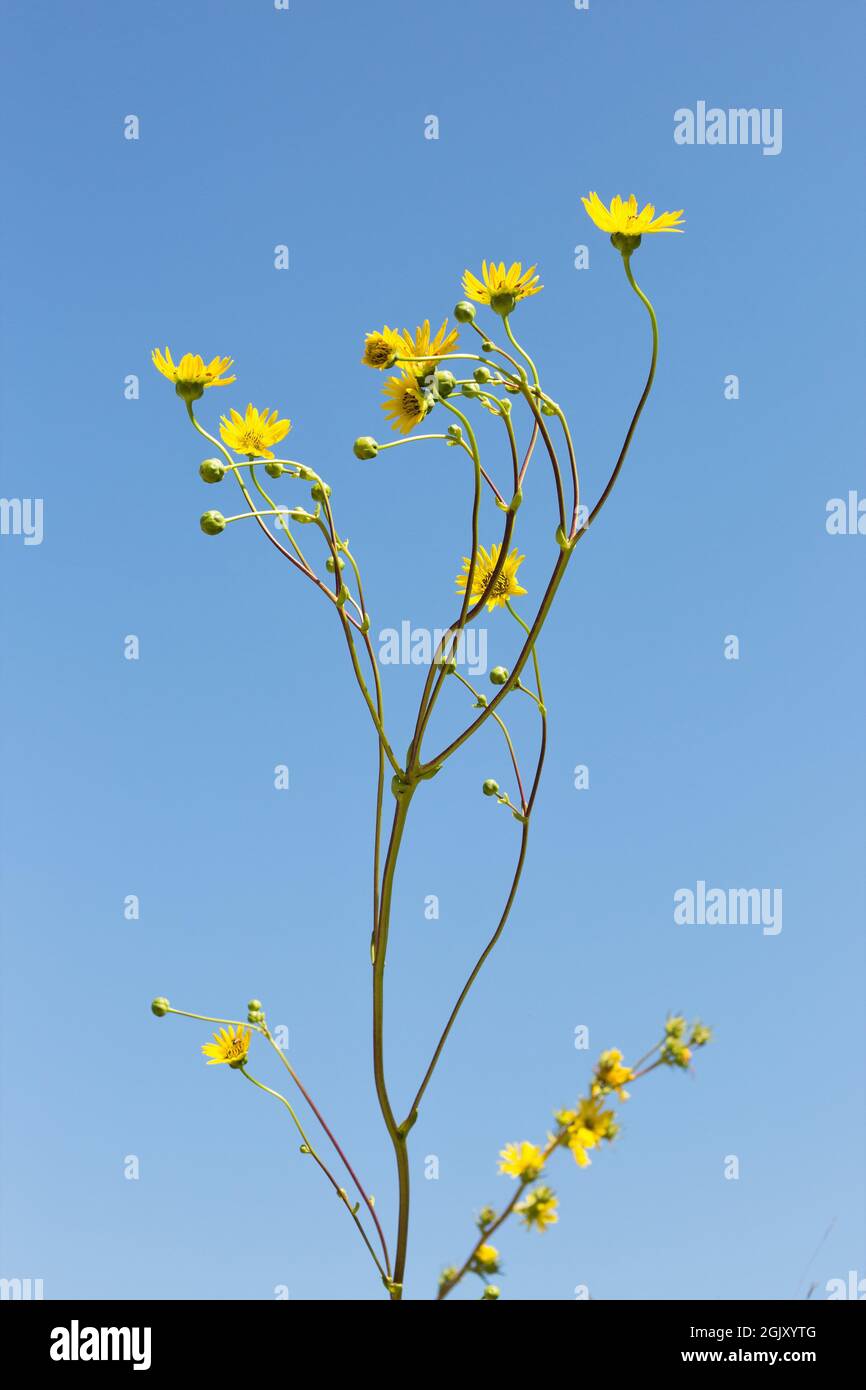 Fiori di campo gialli alti contro un cielo blu in Minnesota nel mese di settembre. Foto Stock