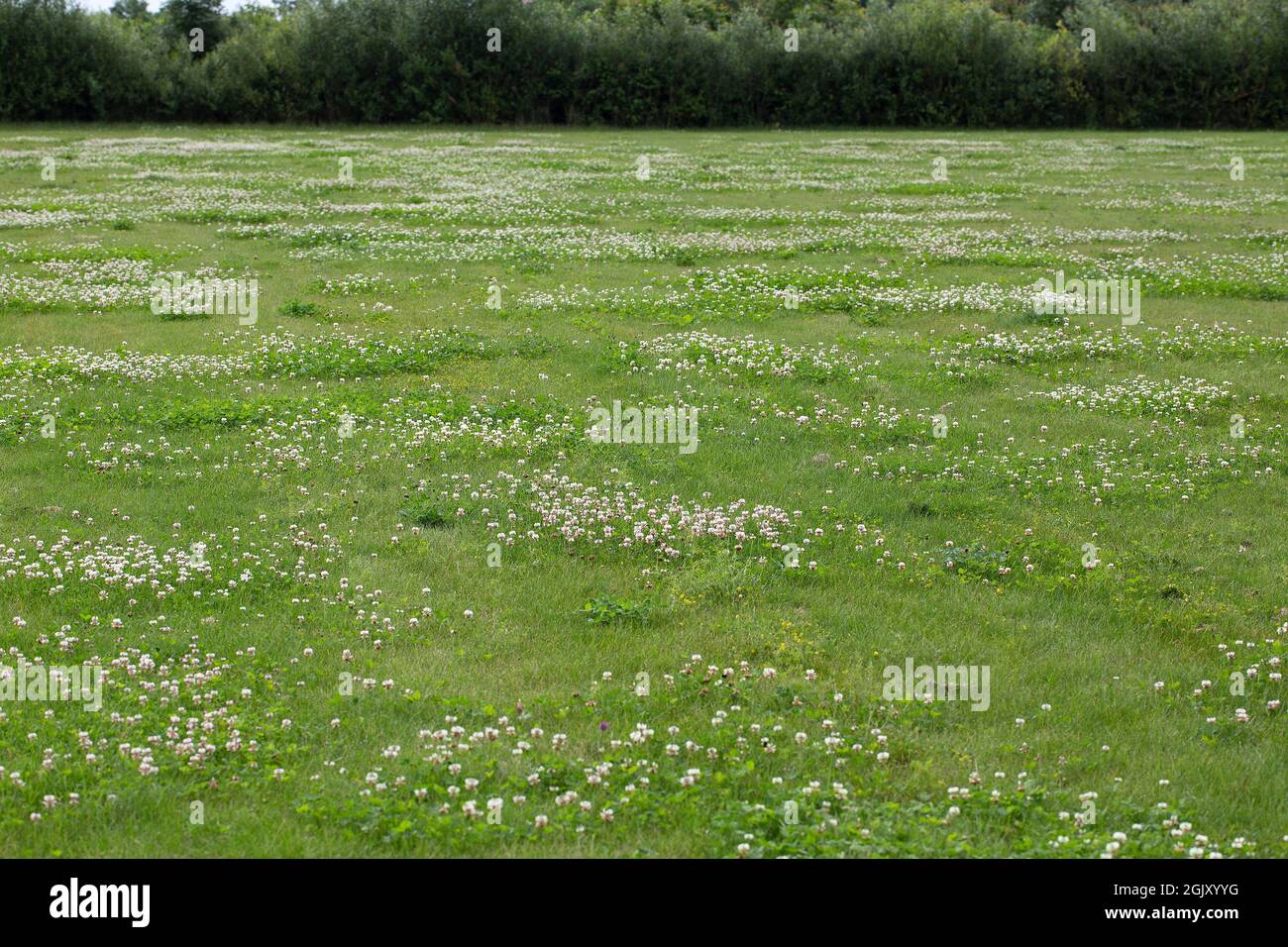 Prato con grandi macchie di trifoglio bianco (Trifolium repens) Foto Stock