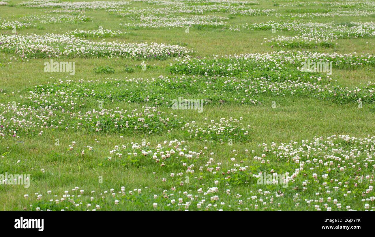 Prato con grandi macchie di trifoglio bianco (Trifolium repens) Foto Stock