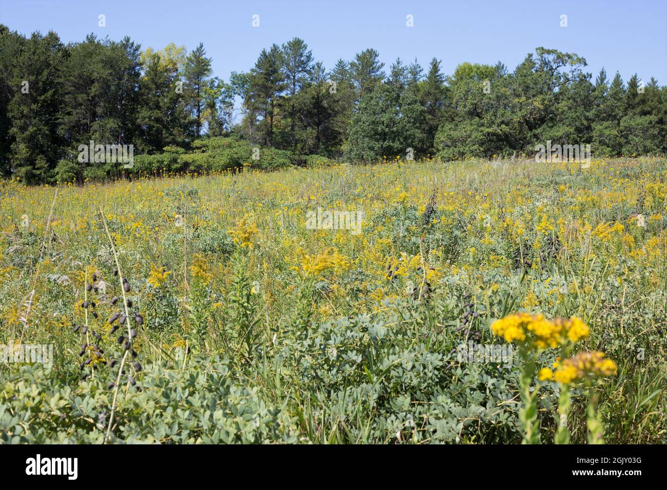 Prairie erbe e fiori selvatici in crescita nel mese di settembre in Minnesota. Foto Stock