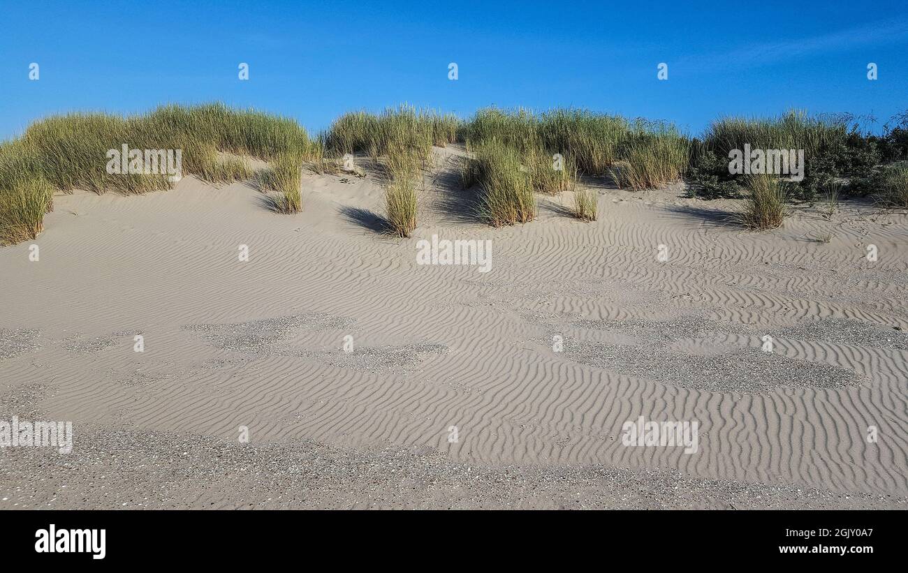 Dune di sabbia parzialmente ricoperte di erba di Marram; Olanda del Sud, Paesi Bassi Foto Stock