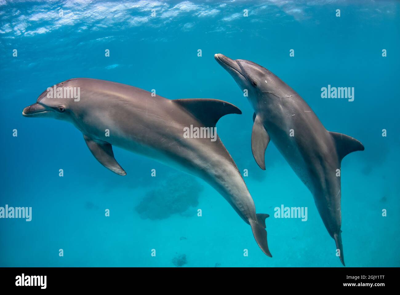 Coppia di delfini tursiopi indoPacifico (Tursiops aduncus) nuota nell'azzurro Foto Stock