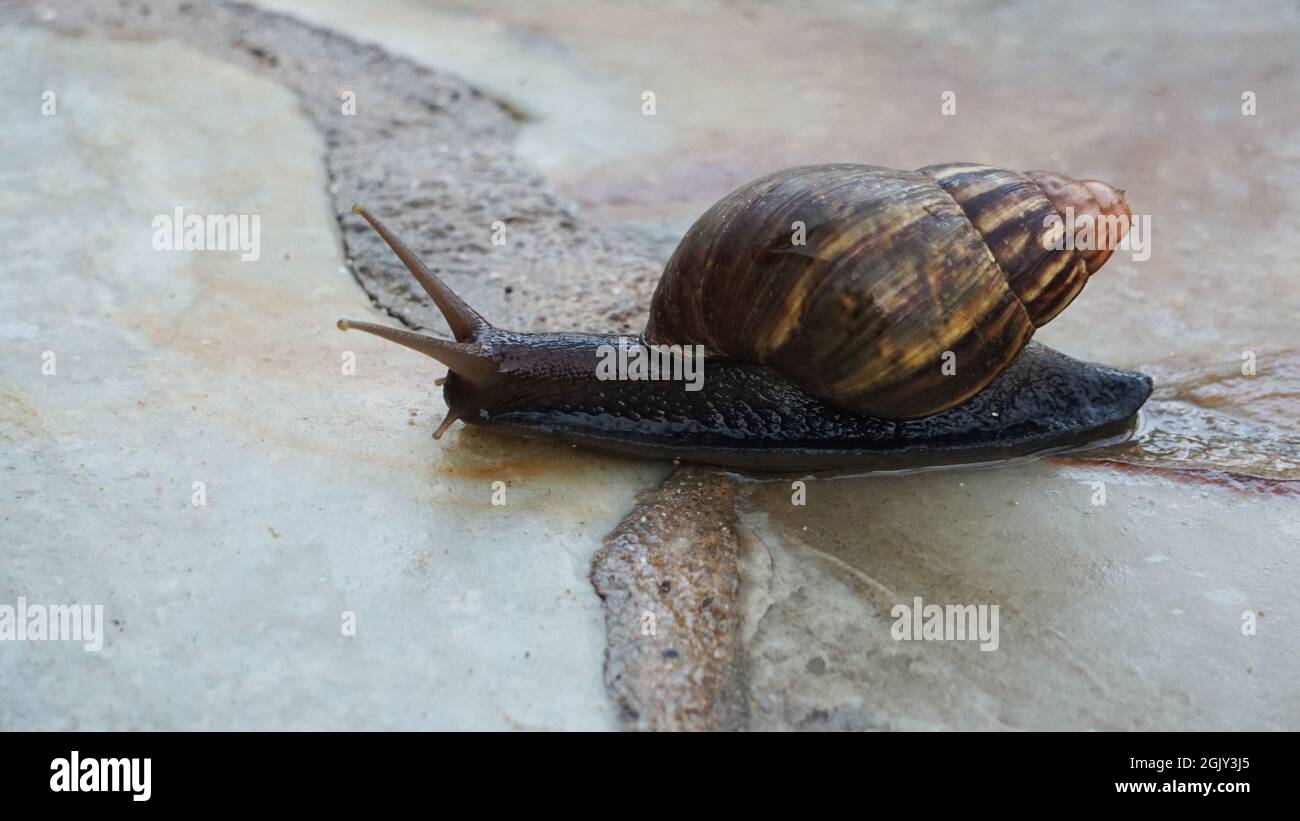 Gigantesca lumaca africana su un marciapiede a Kauai Foto Stock