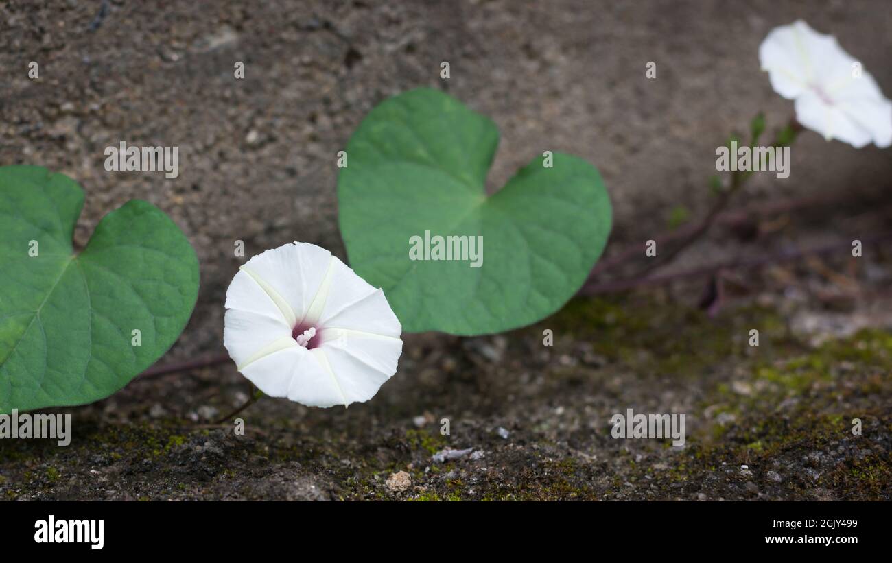 moonflower chiamato anche vite luna o fiore tropicale bianco di gloria mattina, preso in profondità poco profonda di campo Foto Stock