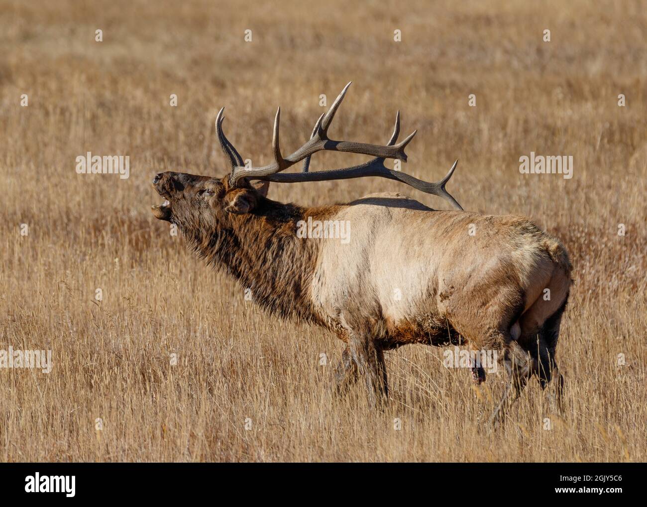 Bull Elk che si muove durante la corsa nel Rocky Mountain National Park, Colorado, USA Foto Stock