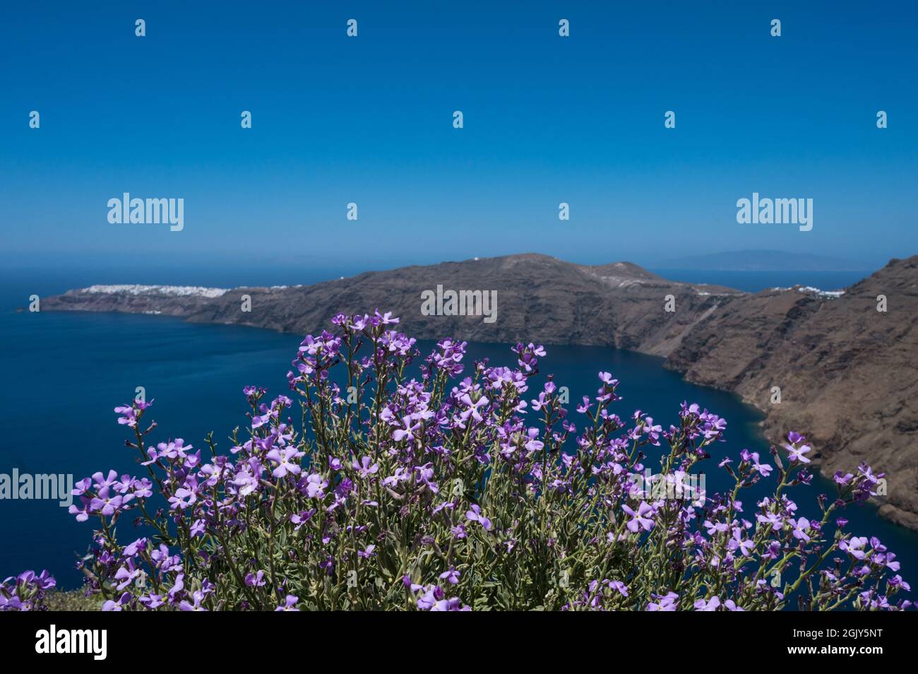 Primo piano di Matthiola viola in fiore. Isola di Santorini con architettura bianca e mare blu sullo sfondo. Foto Stock