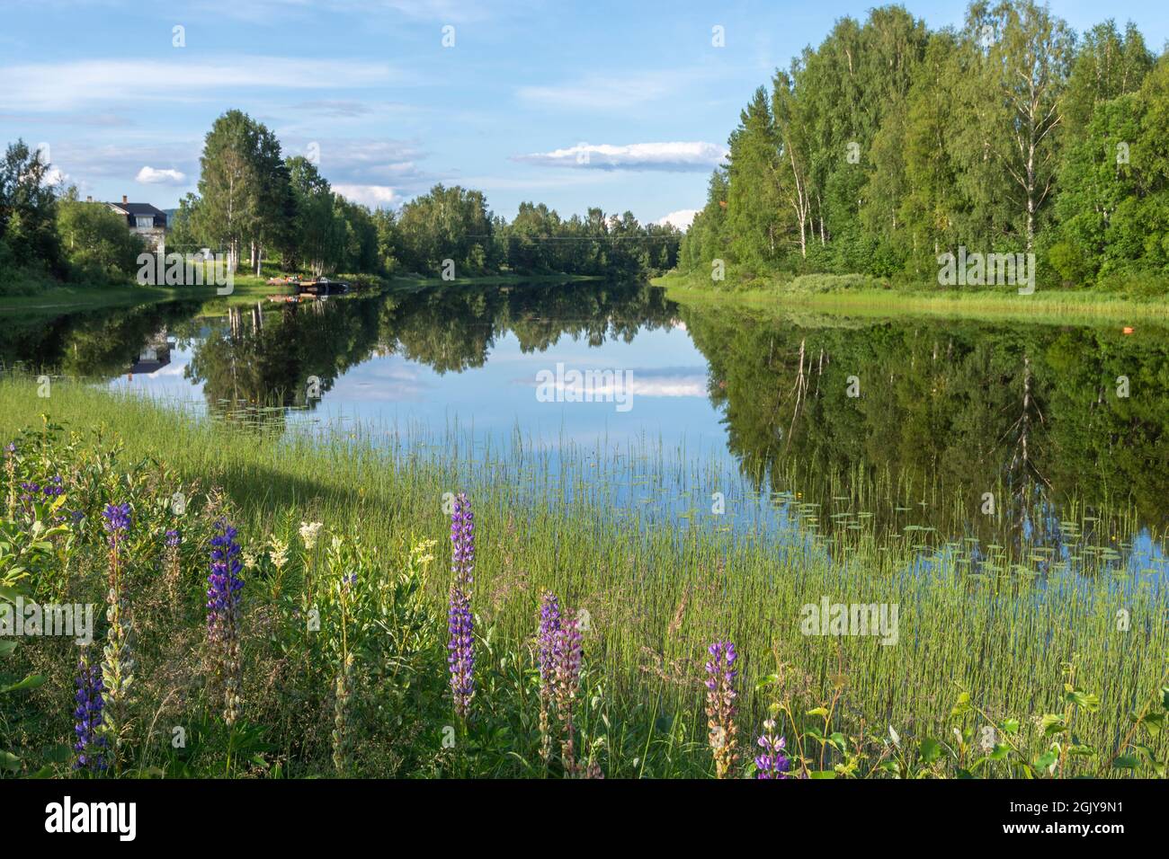 Lupini fioriti in primo piano e un fiume tranquillo con riflessi da un cielo blu con alcune nuvole, immagine dal Vasternorrland Svezia. Foto Stock