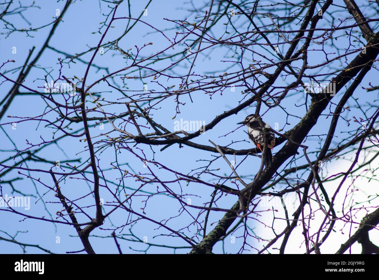 Un picchio siriano (Dendrocopos siriacus) sul nranch di un albero nelle foreste dei Monti Carpazi in Transilvania Romania Foto Stock