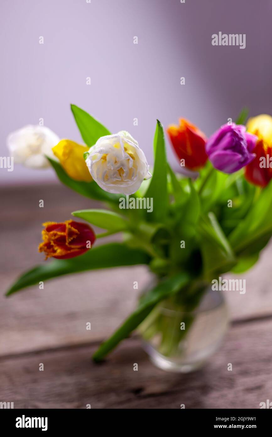 Vaso con mazzi multicolore di tulipani su un tavolo di legno. Tulipano con gocce di rugiada. Messa a fuoco selettiva. Sfondo primaverile. Tulipani con gocce di rugiada Foto Stock