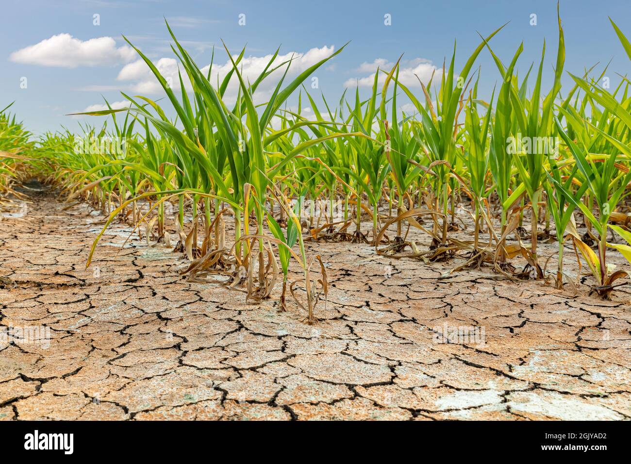 Campo di mais con prodotto di mais danneggiato e terreno incrinato. Meteo, siccità e concetto di alluvione. Foto Stock