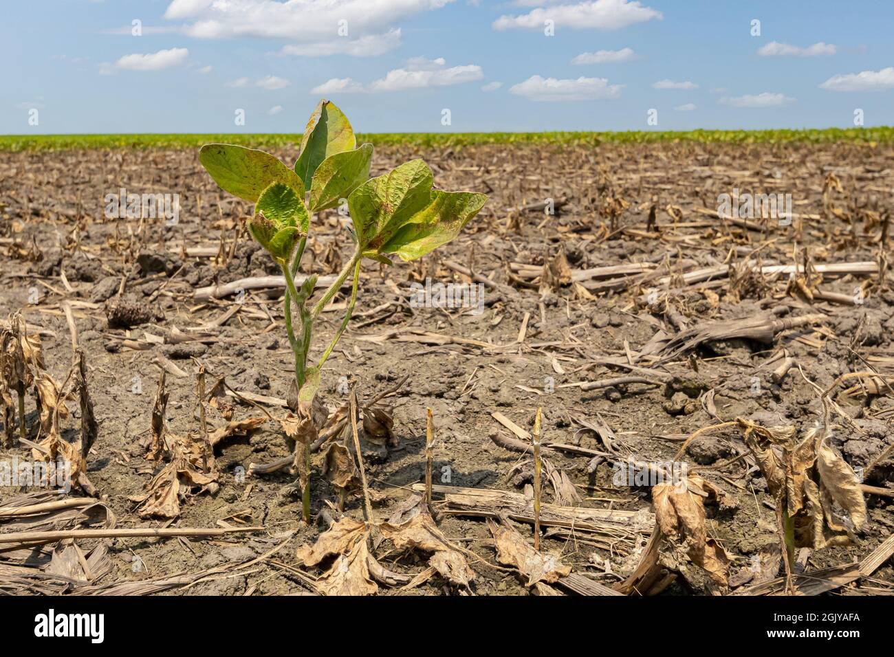 Danni di pianta di soia in campo di fattoria. Allagamento del campo, danno di raccolto e concetto di assicurazione di raccolto Foto Stock