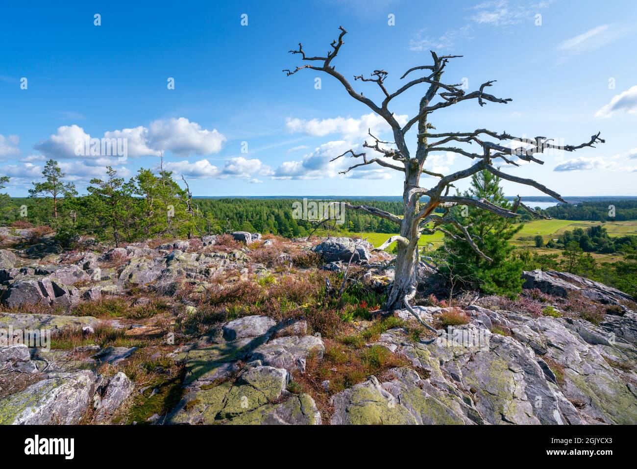 Bellissimo albero morto nel mezzo della riserva naturale Segersgarde in Svezia. Splendida giornata estiva nel pittoresco paesaggio della Svezia meridionale Foto Stock