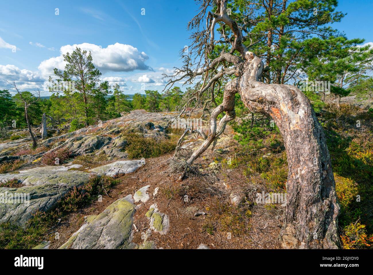 Bellissimo albero morto nel mezzo della riserva naturale Segersgarde in Svezia. Splendida giornata estiva nel pittoresco paesaggio della Svezia meridionale Foto Stock