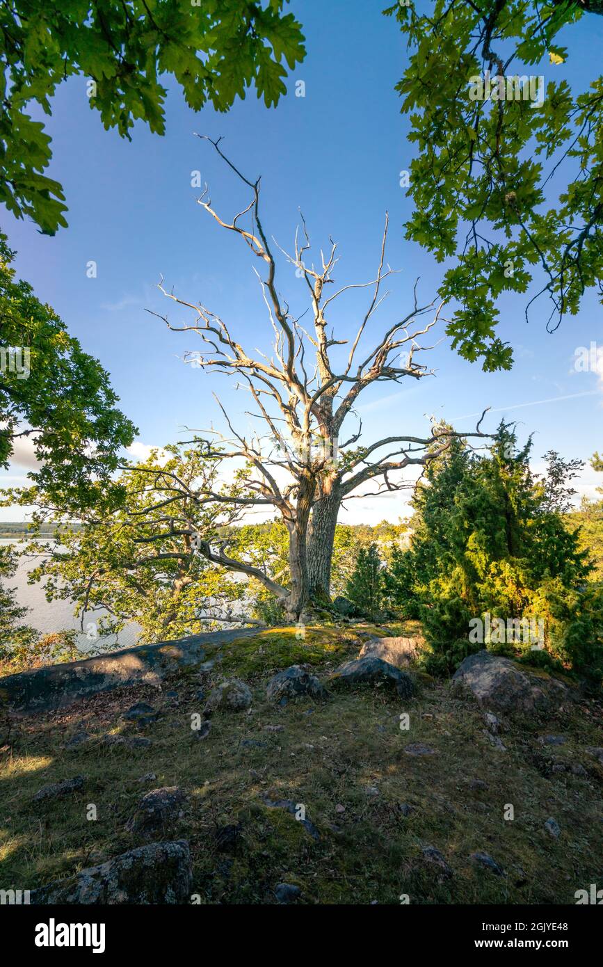 Bellissimo albero morto nel mezzo della riserva naturale Segersgarde in Svezia. Splendida giornata estiva nel pittoresco paesaggio della Svezia meridionale Foto Stock