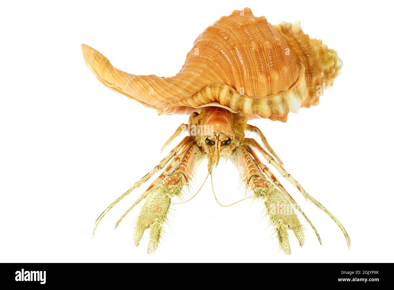 Granchio eremita (dardanus sp.) in pera triton (Cymatium pirum) dalle Filippine isolato su sfondo bianco Foto Stock