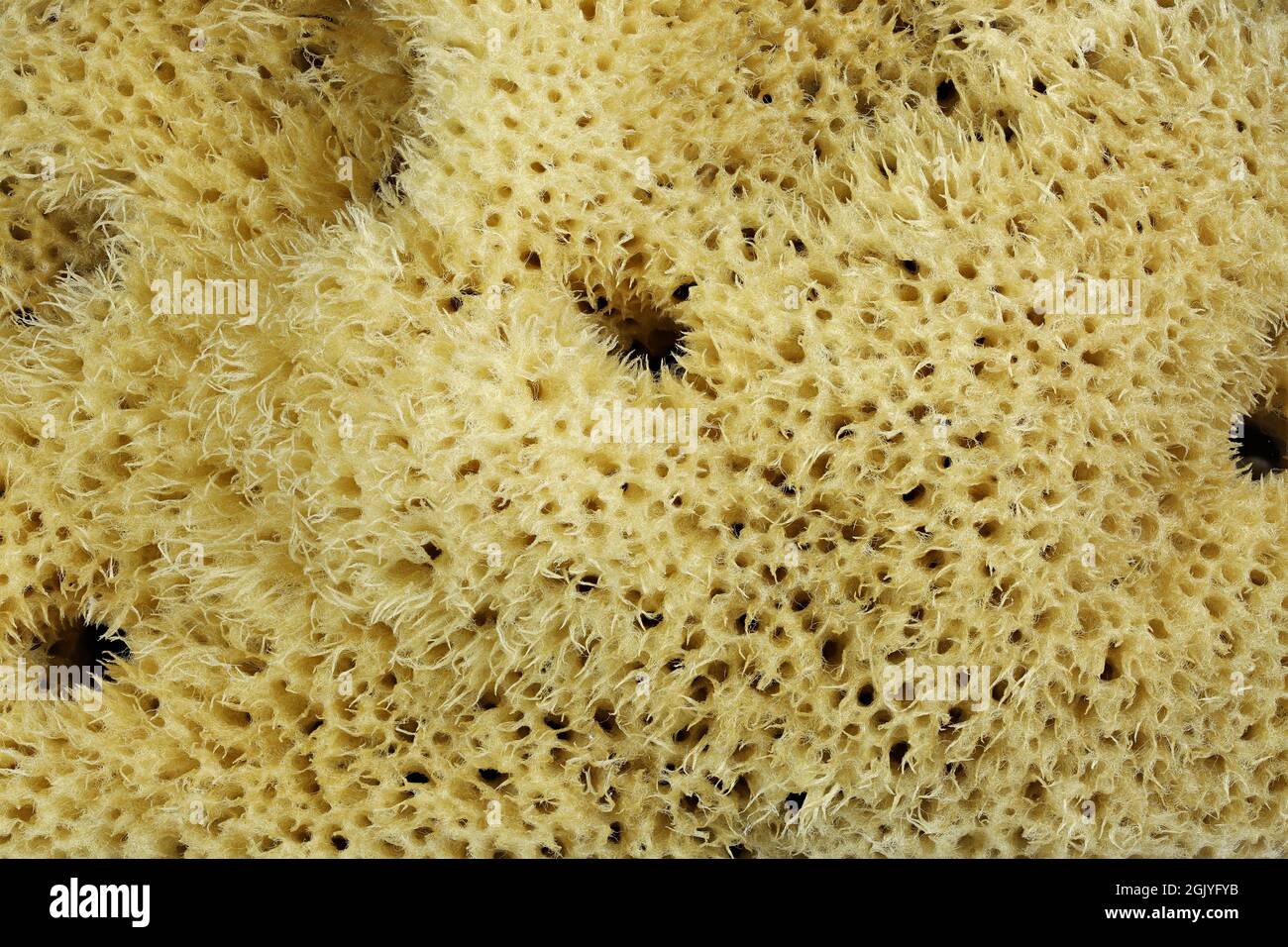 Spugna naturale di Kalymnos, Grecia per uso di fondo Foto Stock