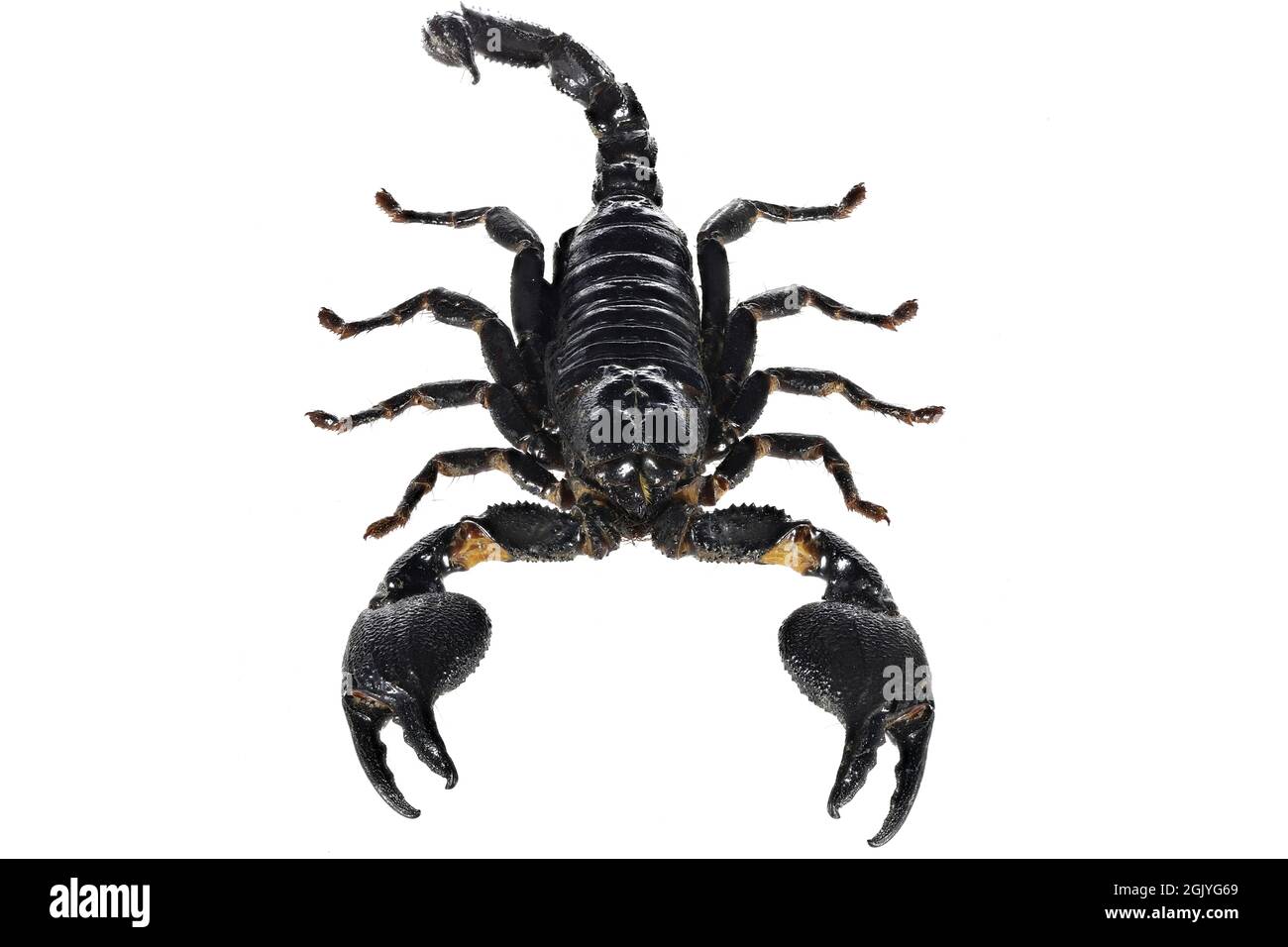 Scorpione della foresta blu asiatica (Heterometrus cyaneus) di Java, indonesia isolato su sfondo bianco Foto Stock