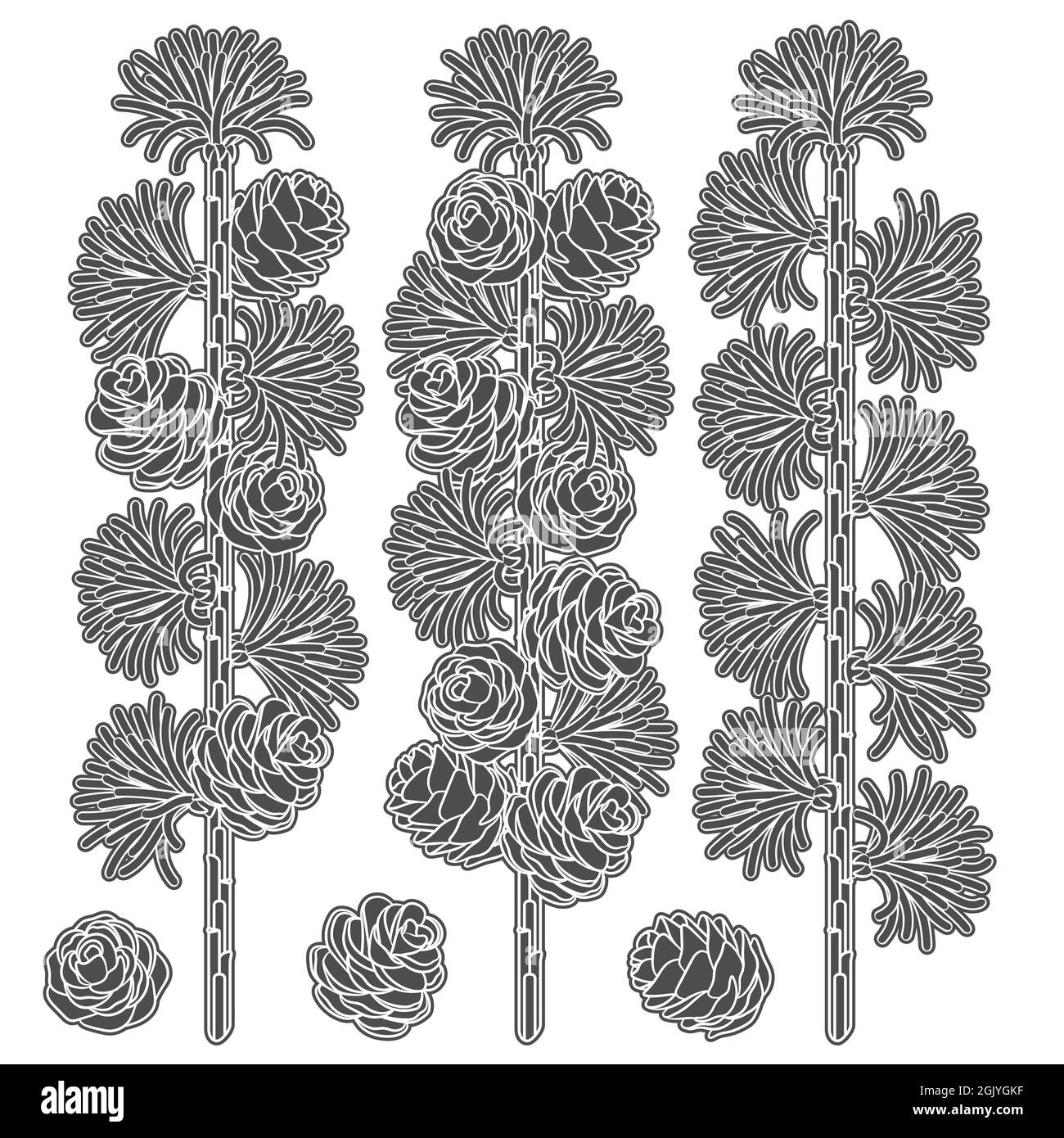 Set di immagini in bianco e nero di rami e coni di larice. Oggetti vettoriali isolati su sfondo bianco. Illustrazione Vettoriale
