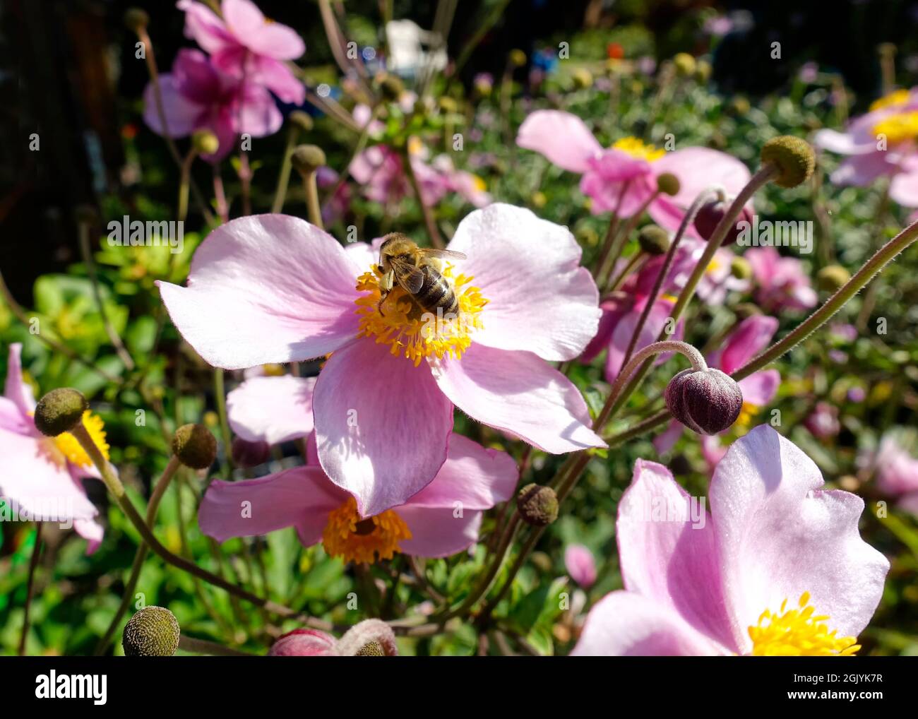 Honeybee raccogliendo il polline, Berlino, Germania Foto Stock