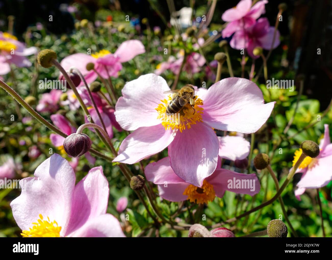 Honeybee raccogliendo il polline, Berlino, Germania Foto Stock