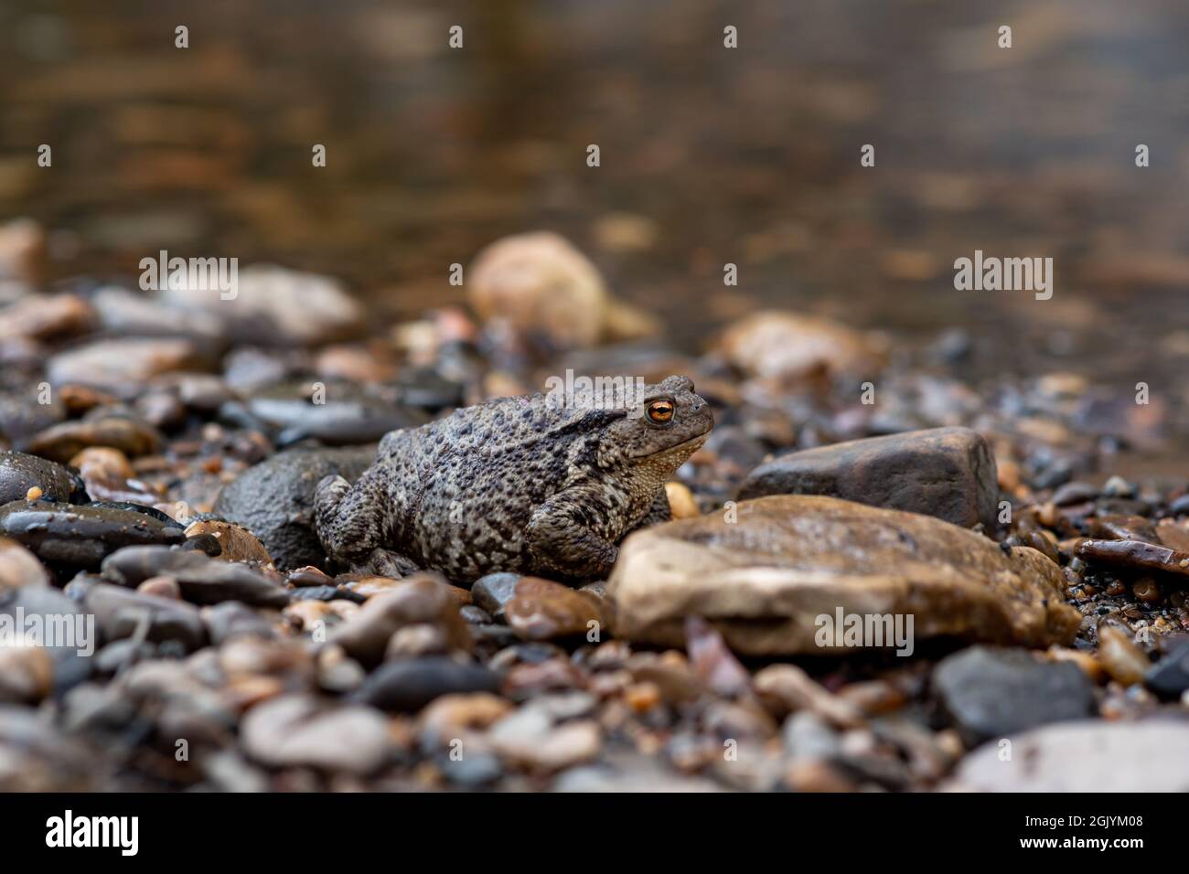 rospo grigio comune sulla riva di un fiume primo piano Foto Stock