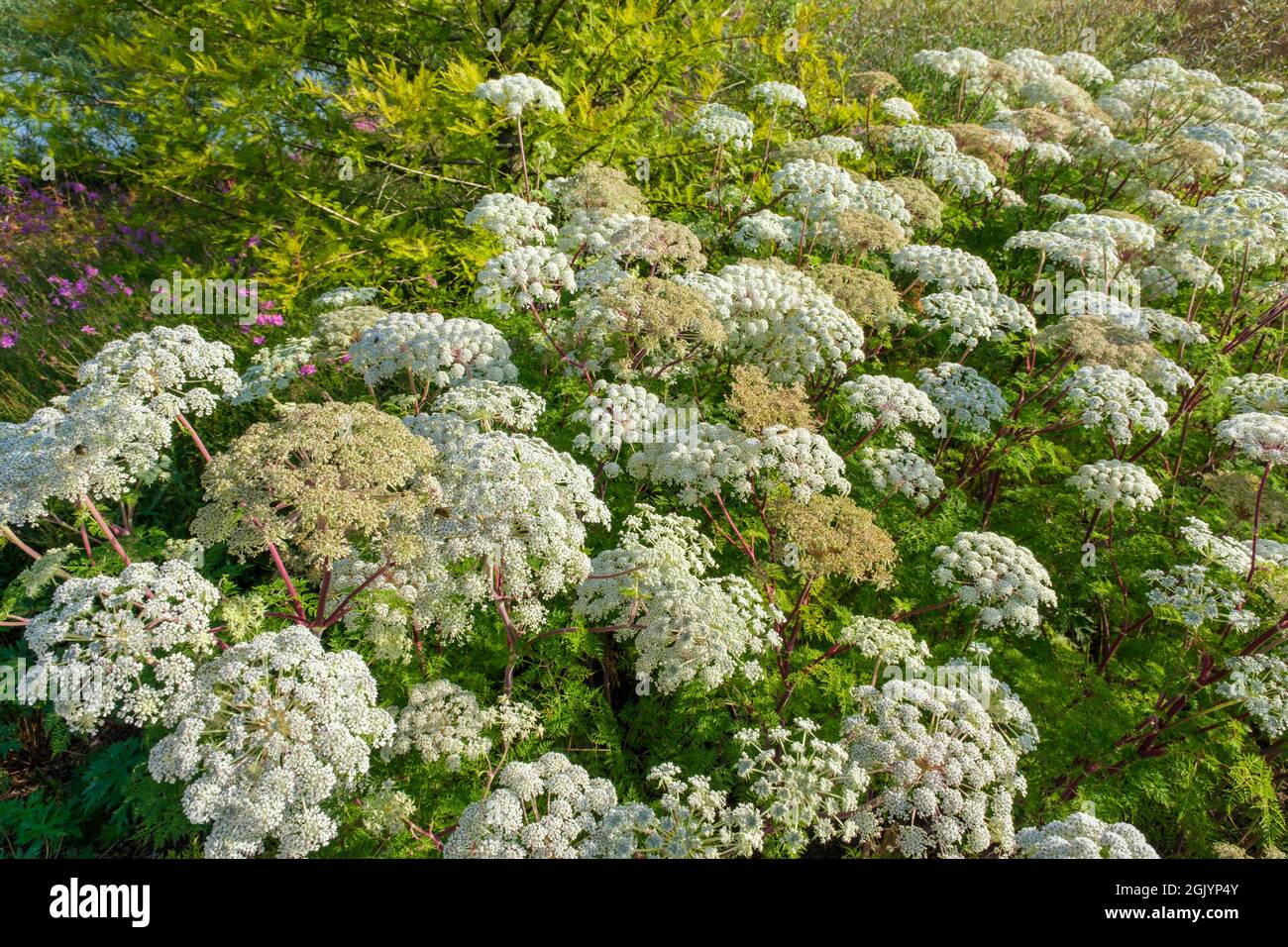 Fiori bianchi del wallichianum di Selinum (prezzemolo di latte di Wallich) nel mese di settembre, Regno Unito Foto Stock