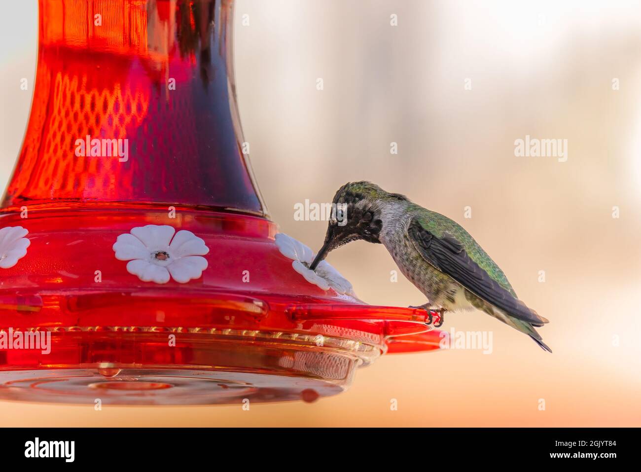 La femmina di Anna Hummingbird è appollaiata su un alimentatore di nettare su uno sfondo chiaro e morbido. Foto Stock