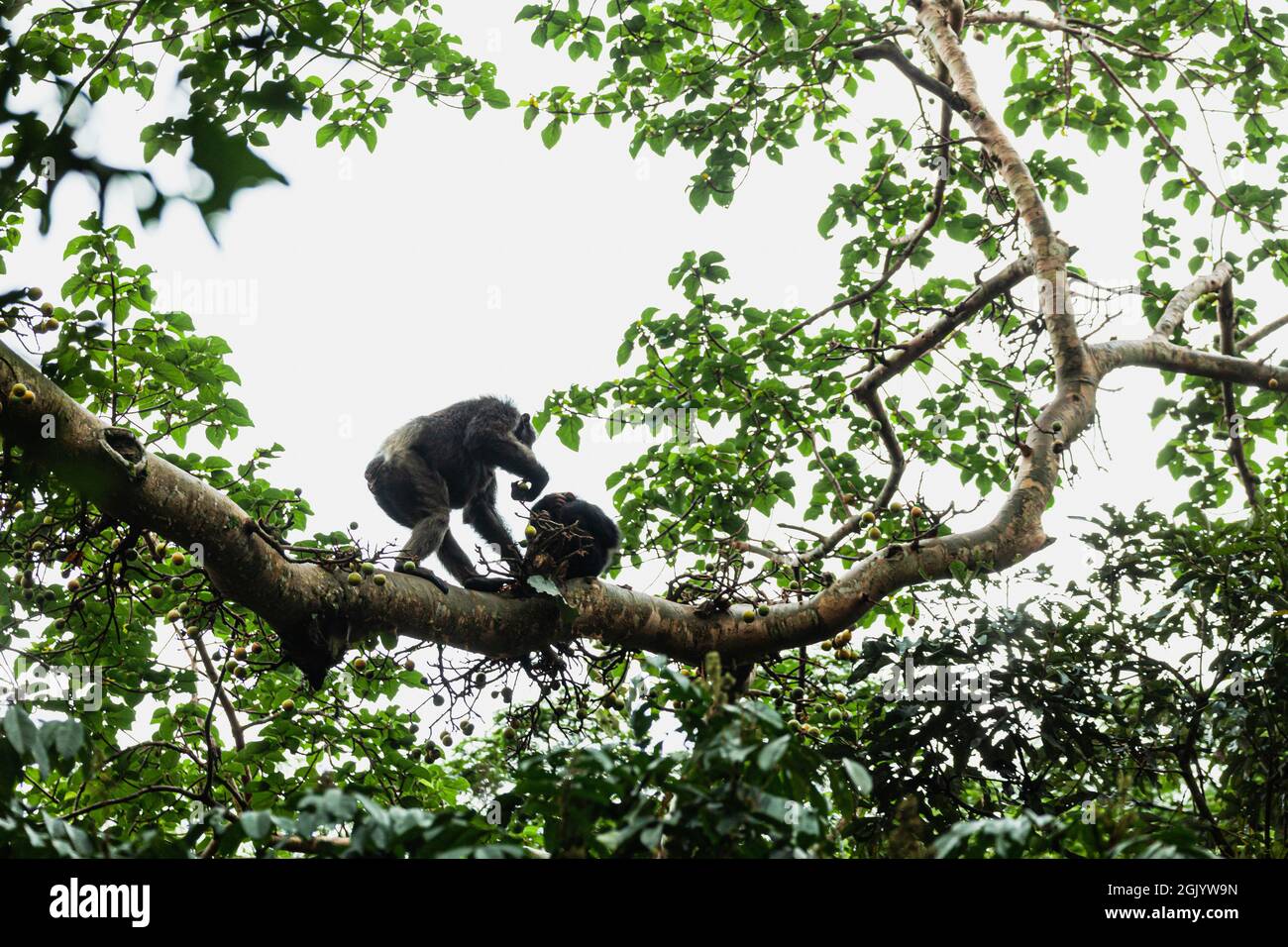 Uno scimpanzé che cammina sul ramo dell'albero con un frutto in mano. Parco Nazionale di Kibale, Uganda Foto Stock