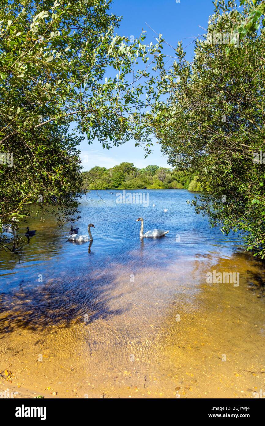 Cigni e anatre al The Hollow Pond in Leyton Flats, Londra, Regno Unito Foto Stock