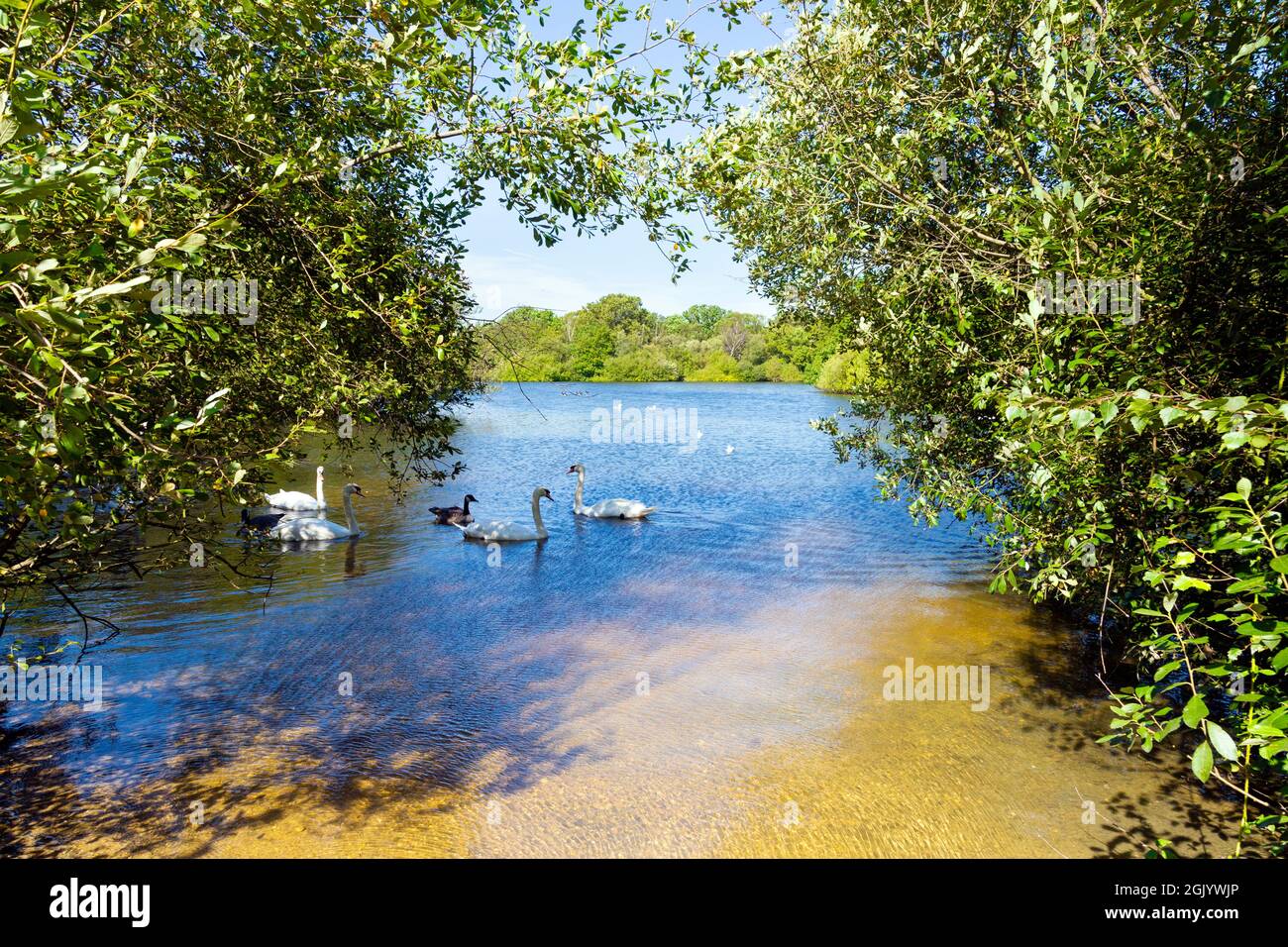 Cigni e anatre al The Hollow Pond in Leyton Flats, Londra, Regno Unito Foto Stock