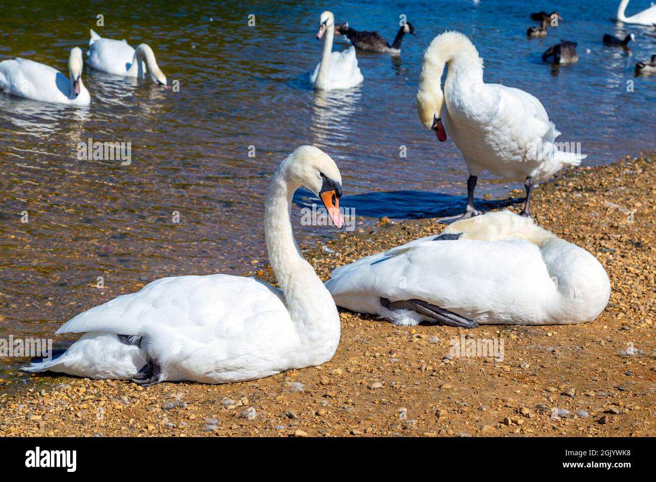 Cigni e anatre al The Hollow Pond in Leyton Flats, Londra, Regno Unito Foto Stock
