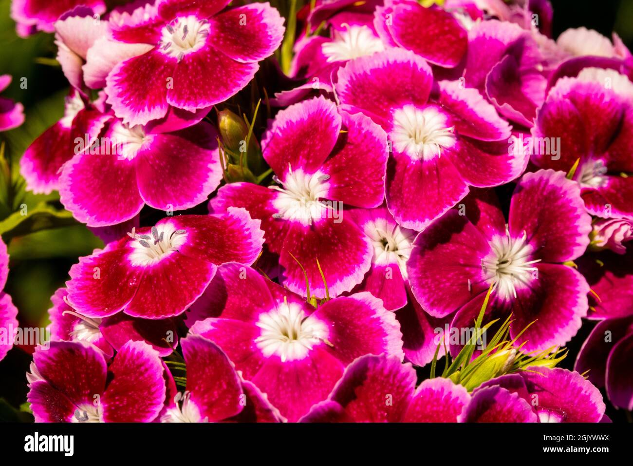 Rosso Dianthus dolce William Foto Stock