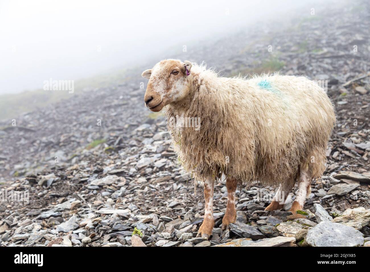 Pecore in montagna lungo la pista PYG fino alla cima Snowdon, Snowdonia National Park, Galles, Regno Unito Foto Stock