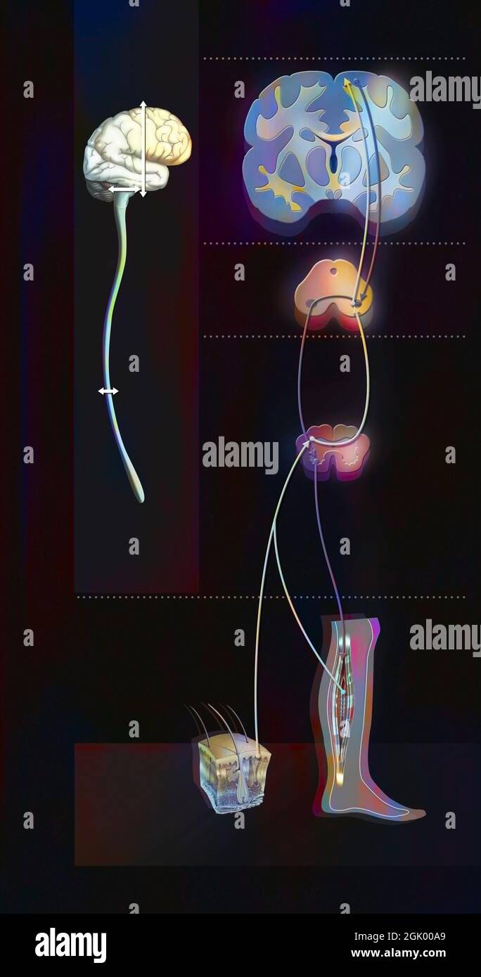 Loop sensorimotore: Controllo del cervello per collegare le sensazioni alle reazioni motorie. Foto Stock