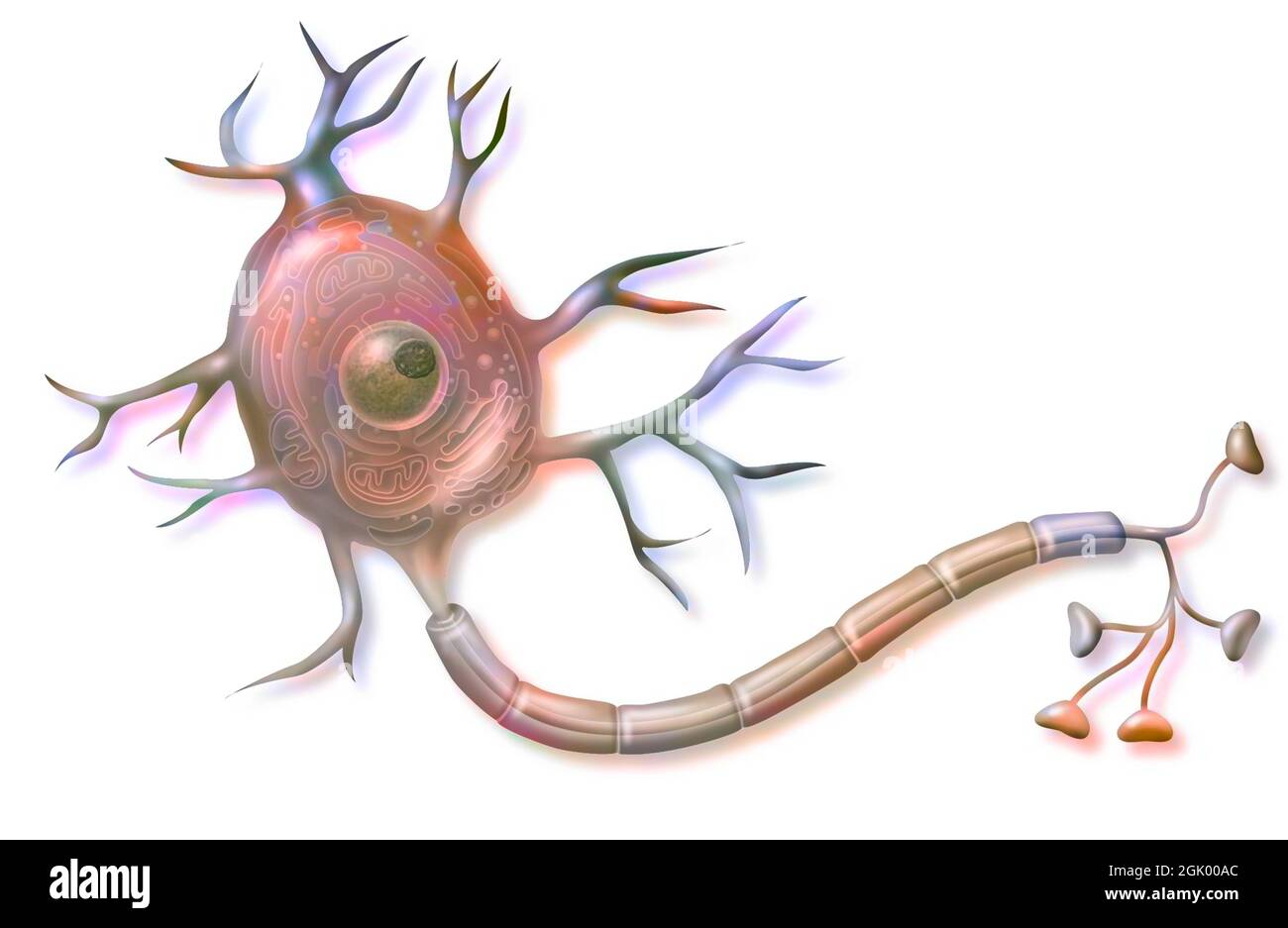 Cellula nervosa (neurone) che mostra l'assone, dendriti, corpo cellulare. . Foto Stock
