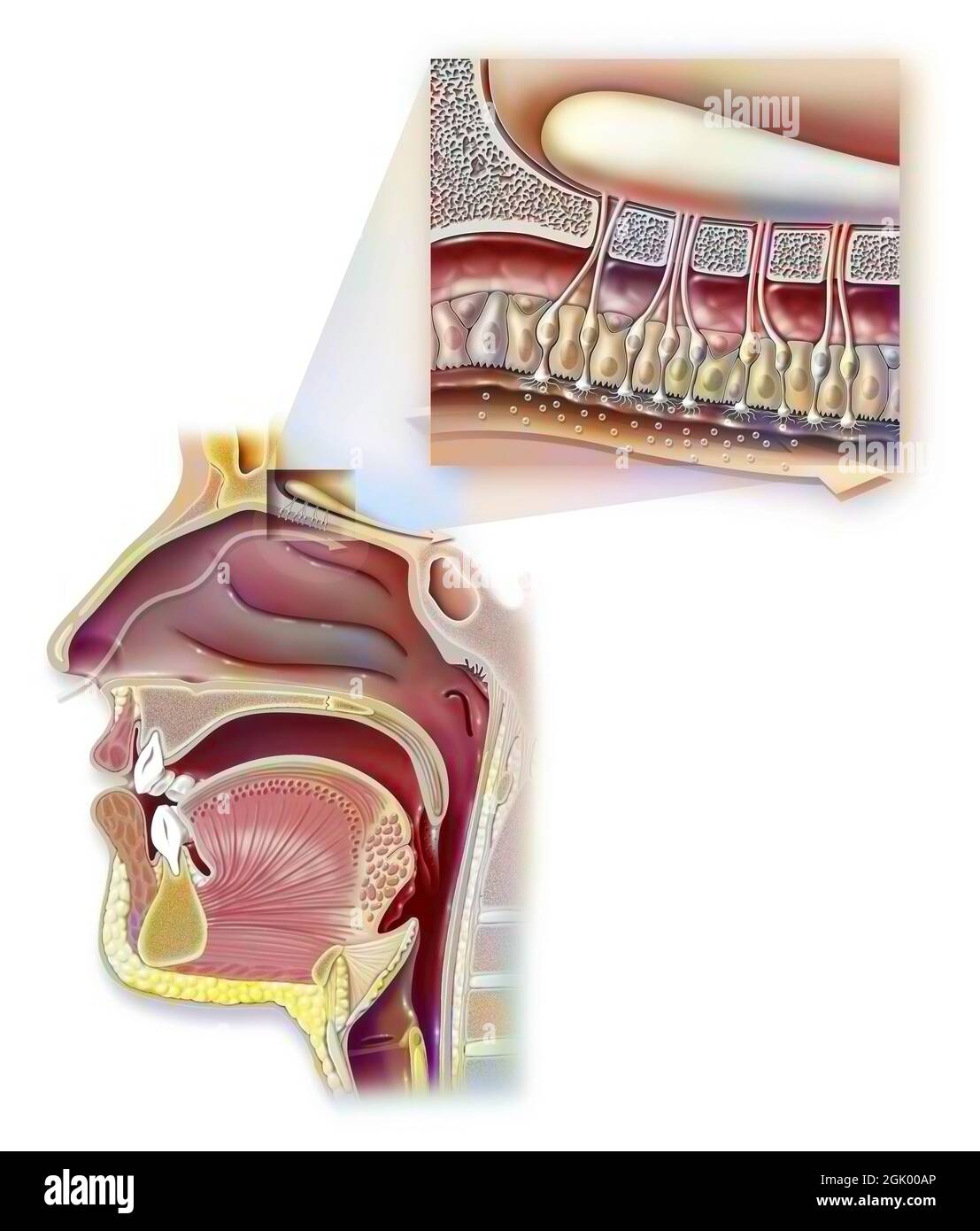 Odore: Naso e nasofaringe e zoom sull'organo di olfatto. Foto Stock