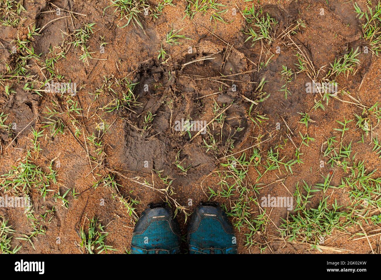 Impronta di un rinoceronte. Santuario di Ziwa Rhino, Uganda Foto Stock