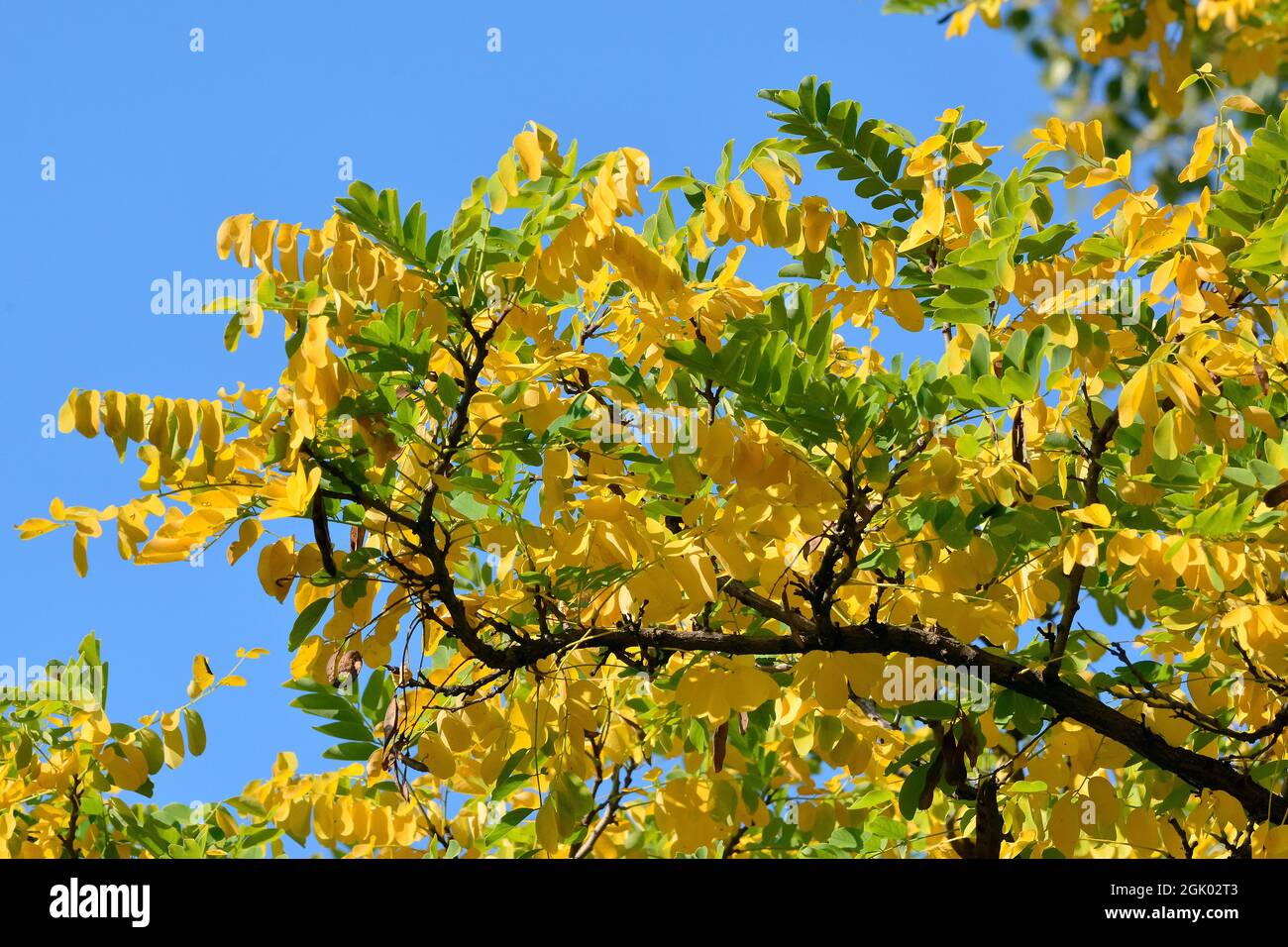 Locusta nera, Gewöhnliche Robinie, Robinier faux-acacia, Robinia pseudoacacia, fehér akác, Ungheria, Magyarország, Europa Foto Stock